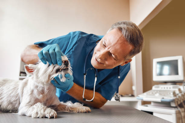 Best Same-Day Emergency Dentist in Harrodsburg, KY